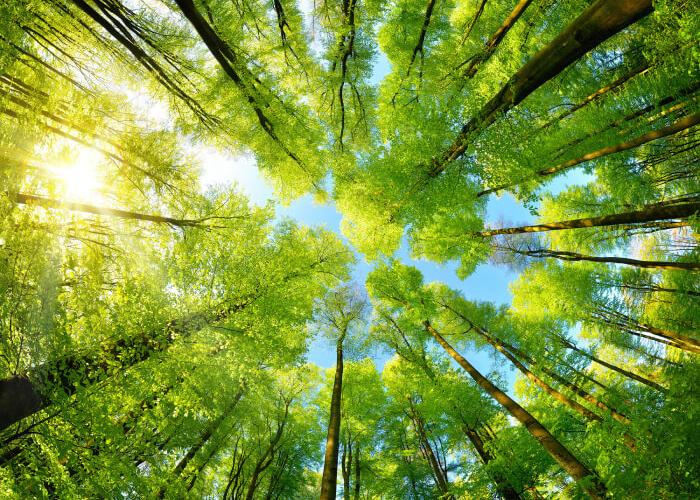 causes-environment-card-700x500